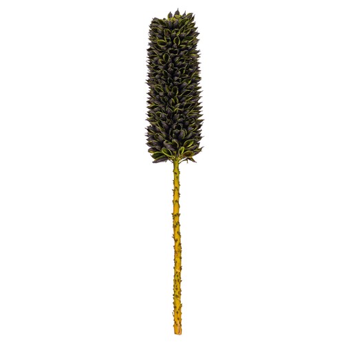 Vickerman stelo basilico - vickerman,